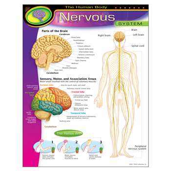 Chart Nervous System by Trend Enterprises: Human Body